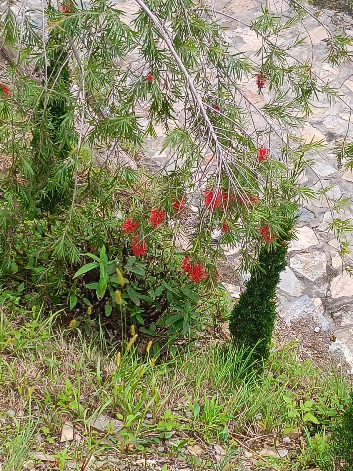 Firdaus at Theog